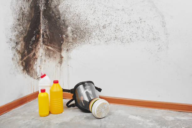 Reliable Anniston, AL Mold Removal Solutions