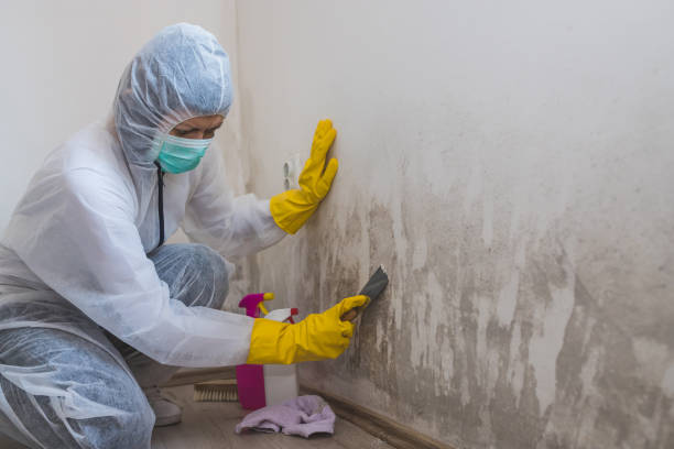 Best Toxic Mold Removal  in Anniston, AL