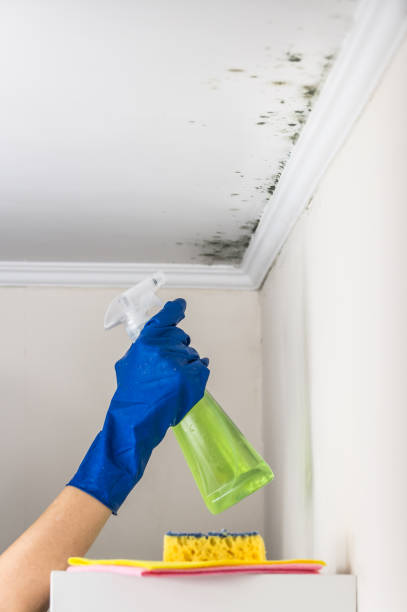 Best Mold Damage Repair  in Anniston, AL